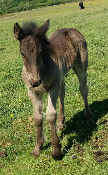 fell pony foal Rackwood Merlin